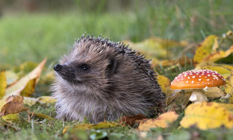 AI mapping hedgehog habitats from satellite images using bramble detection